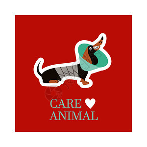 兽医护理照顾动物可爱的狗达奇,兽医项圈上绑着绷带诊所的章贴纸的矢量插图兽医护理照顾动物诊所的章图片