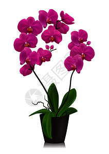 紫兰花盆理念中以写实的风格白色背景上矢量插图花盆里的紫色兰花图片