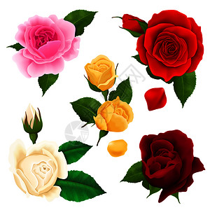 玫瑰花实景集,同的颜色形状,矢量插图玫瑰现实的布景图片