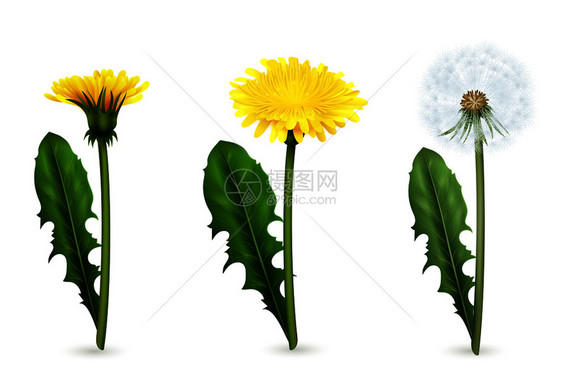 真实的图像黄色白色蒲公英花与叶同阶段的开花孤立矢量插图蒲公英同开花阶段的现实设定图片