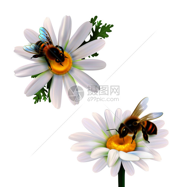 两只蜜蜂雏菊雏菊花现实图标白色背景矢量插图蜜蜂坐雏菊花上插画图片下载 正版图片 摄图网 两只蜜蜂雏菊雏菊花现实图标白色背景矢量插图蜜蜂坐雏菊花上插画图片下载 正版图片 摄图网