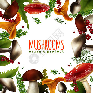 装饰方框背景海报野生森林蘑菇食用与树叶现实矢量插图蘑菇框架现实背景海报图片