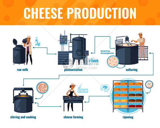 奶酪生产卡通信息的白色背景与加工线,包括牛奶巴氏菌,产品成熟,矢量插图奶酪制作卡通信息图片