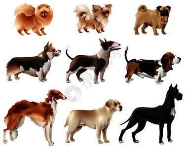 彩色狗品种图标同大小品种的狗矢量插图狗品种图标集图片
