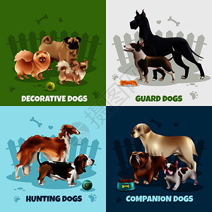 四个方形狗品种图标装饰警卫狩猎同伴狗描述矢量插图狗品种图片