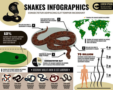 蛇爬行动物信息与关皇家巨蟒各种蛇光背景矢量插图蛇爬行动物信息图图片