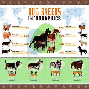 彩色狗品种信息与威尔士科尔吉法国英国斗牛犬品种矢量插图狗繁殖信息图图片