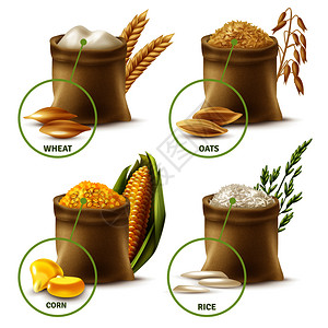 小麦胚芽粉套农业谷物,包括小麦粉燕麦玉米大米分离载体插图农业谷物套装插画