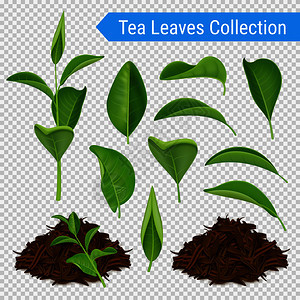 真实的绿叶堆干燥的茶叶分离透明的背景矢量插图逼真的茶叶透明套装图片