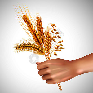 谷类小穗包括小麦大麦燕麦女手中的真实成分白色背景矢量插图上小穗手中现实的构图图片