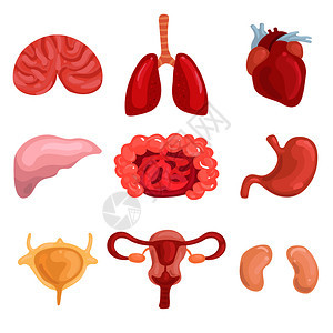 人体内脏肺脑肝子宫肠气孔心肾分离矢量图人类内脏装置背景图片