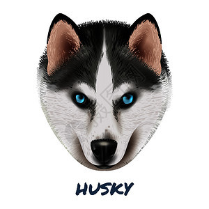 彩色写实狗哈士奇肖像构图,美丽的脸蓝色的眼睛矢量插图逼真的狗哈士奇肖像构图图片