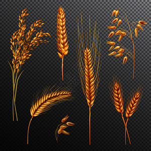 透明背景矢量图上分离出大米燕麦小麦小穗大麦的真实谷物逼真的谷类透明背景集图片