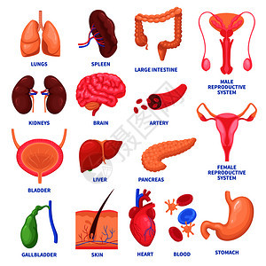 套人体内脏器官,包括脑心肝脾肾生殖系统皮肤分离矢量图人类内脏装置背景图片