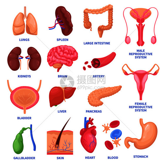 套人体内脏器官,包括脑心肝脾肾生殖系统皮肤分离矢量图人类内脏装置图片