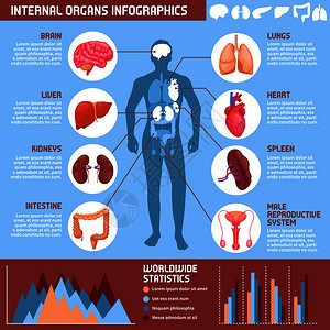 人类内脏信息与消化,呼吸生殖系统的信息男身体矢量插图人类内脏信息图图片