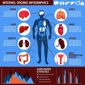 人类内脏信息与消化,呼吸生殖系统的信息男身体矢量插图人类内脏信息图背景图片
