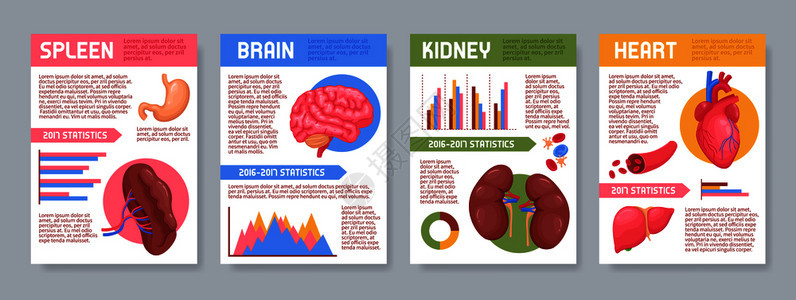 套带人体内脏器官的海报,包括大脑肾脏心脏脾脏信息图元素的孤立矢量插图人体内脏海报套背景图片