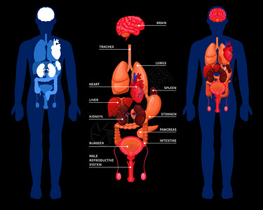 黑色背景矢量图上分离的男体内内脏的人体解剖布局人体解剖内脏布局图片