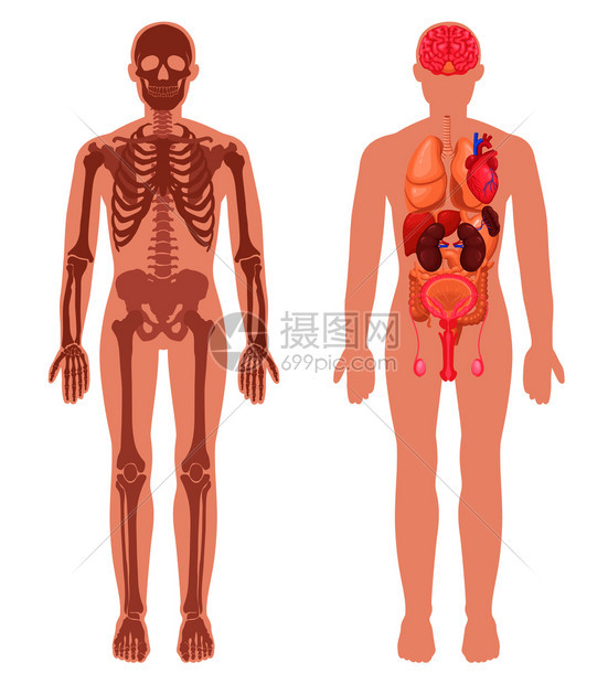 人体解剖集骨架结构内脏男身体孤立矢量插图人体解剖装置图片