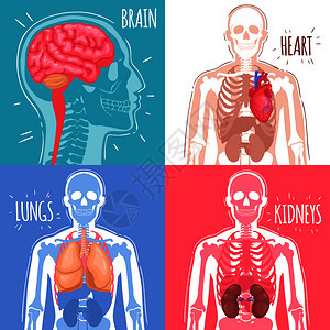 人体内脏器官与脑心肺肾骨骼结构分离矢量图人体内脏图片