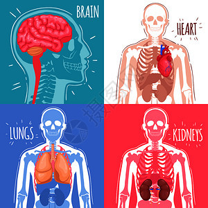 人体内脏器官与脑心肺肾骨骼结构分离矢量图人体内脏背景图片
