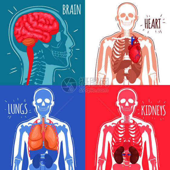 人体内脏器官与脑心肺肾骨骼结构分离矢量图人体内脏图片