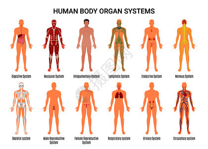 主要12个人体器官系统平教育解剖生理学正背视图闪存卡海报矢量插图人体器官系统海报图片