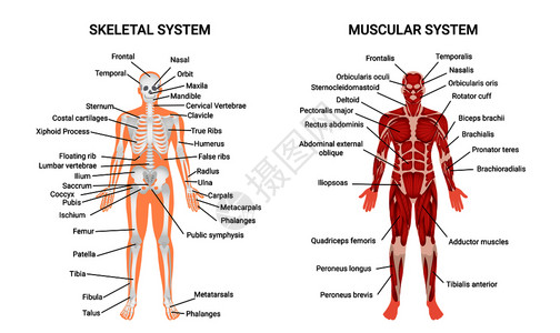 肌肉骨骼系统解剖图完整的教育指南海报人体前的矢量插图人类肌肉骨骼系统海报图片