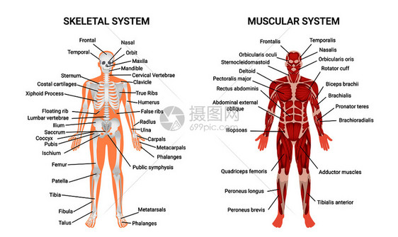 肌肉骨骼系统解剖图完整的教育指南海报人体前的矢量插图人类肌肉骨骼系统海报图片