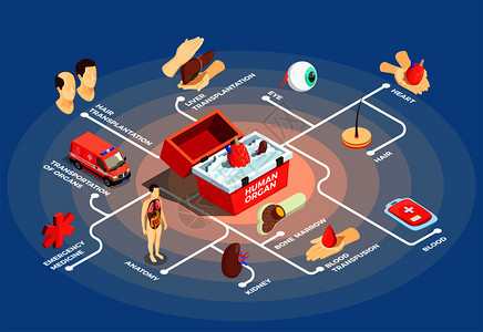 移植等距流程图与供体心脏医疗情况下人体器官解剖虚拟骨髓肝眼图标矢量插图移植等距流程图背景图片
