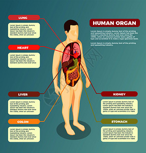 人体解剖与内脏医学海报与描述文本信息等距矢量插图人体器官解剖海报图片