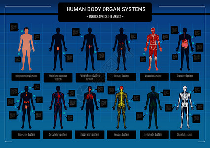 人体内脏循环神经骨骼系统解剖学生理学平教育信息矢量图人体信息图背景图片