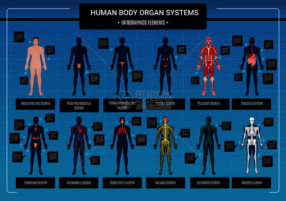 人体内脏循环神经骨骼系统解剖学生理学平教育信息矢量图人体信息图图片