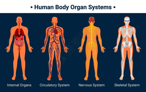 人体内脏循环神经骨骼系统解剖学生理学平教育海报矢量图人体器官系统海报图片