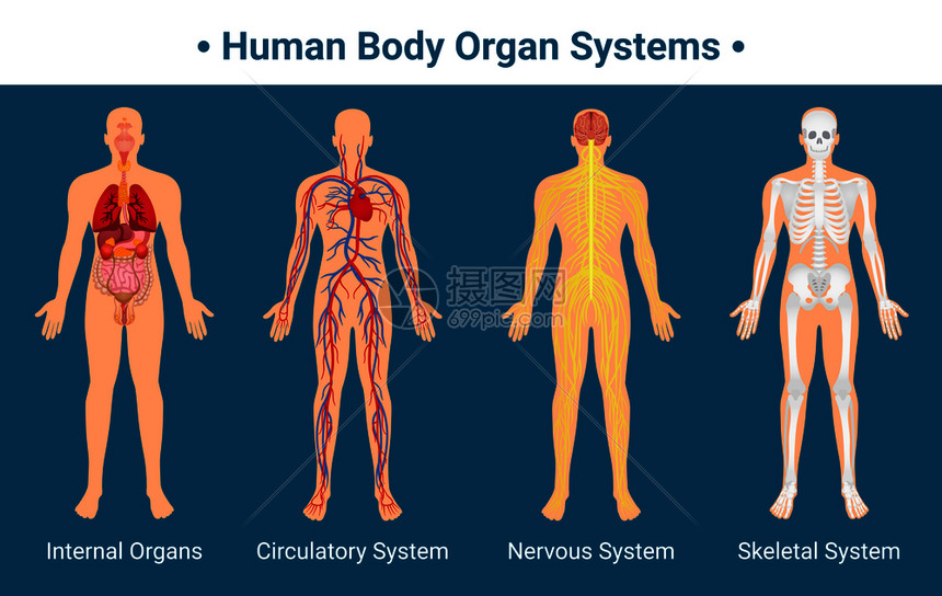 人体内脏循环神经骨骼系统解剖学生理学平教育海报矢量图人体器官系统