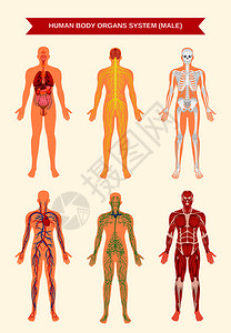 男身体内脏循环神经骨骼系统解剖生理平教育海报矢量图男身体器官系统海报插画