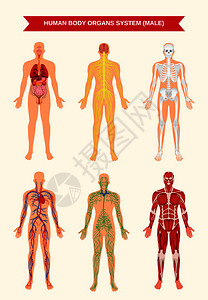 男身体内脏循环神经骨骼系统解剖生理平教育海报矢量图男身体器官系统海报背景图片