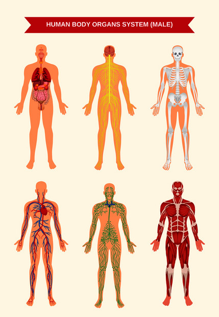 男身体内脏循环神经骨骼系统解剖生理平教育海报矢量图男身体器官系统海报图片