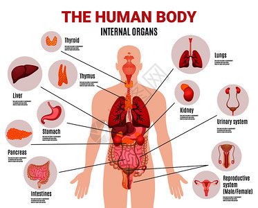 人体内脏示意图平信息海报与图标,图像,名称,位置定义,矢量插图人体内脏信息海报图片