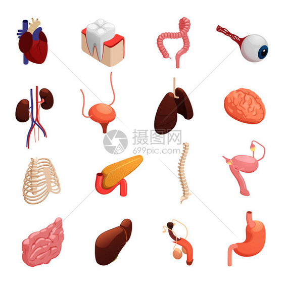 人体器官解剖等距图标收集与心肝肺脑胃膀胱肠分离矢量图人体器官等距图标图片