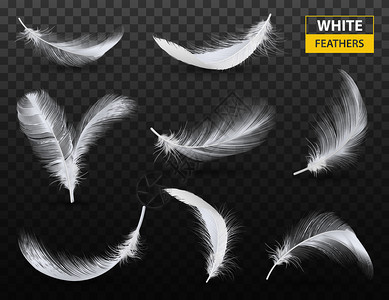 下降白色毛茸茸的缠绕羽毛透明的背景上,现实的风格矢量插图白色羽毛透明套装图片
