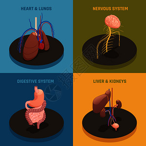 系统解剖人体内脏解剖4等距图标与心肺肝肾系统分离矢量图人体器官等距插画