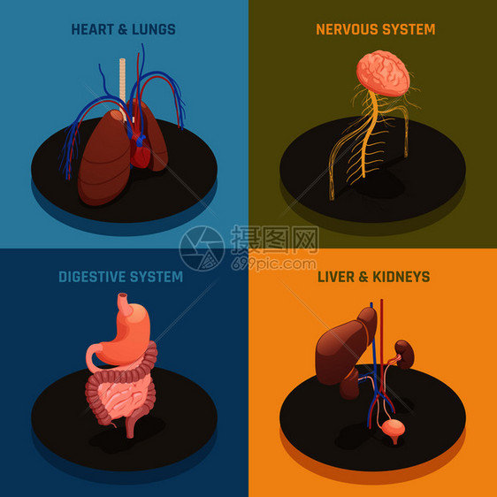 人体内脏解剖4等距图标与心肺肝肾系统分离矢量图人体器官等距图片