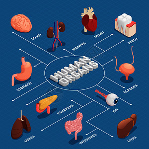 人体器官解剖等距流程图与胰胃肝心眼牙肺脑肾矢量图人体器官等距流程图图片