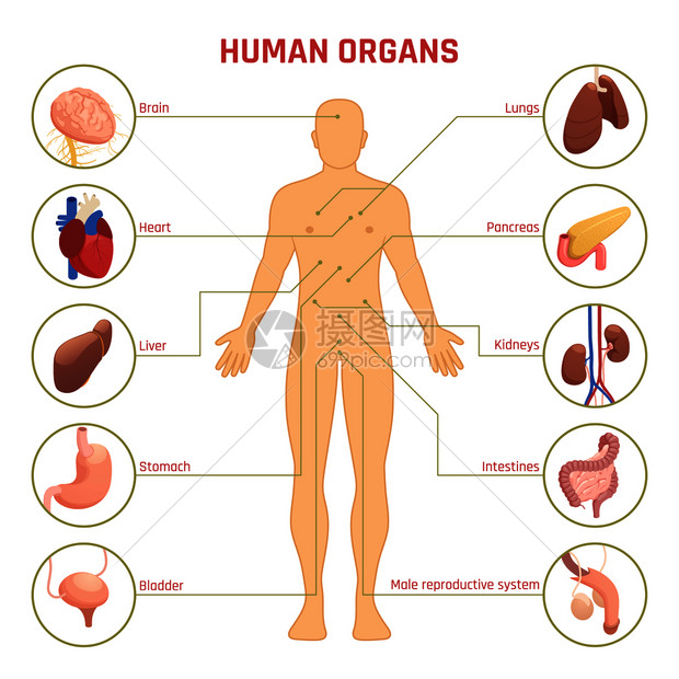 等距图信息与人类剪影人体器官他们的名字位置白色背景三维矢量插图
