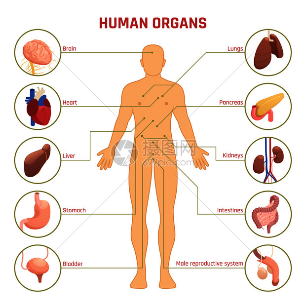等距图信息与人类剪影,人体器官,他们的名字位置白色背景三维矢量插图人体器官信息图图片