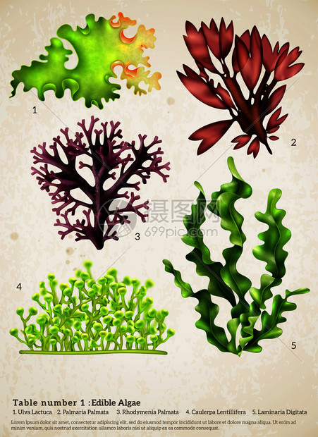 逼真的海藻集同水下植物的图像与生物文本标题纸背景矢量插图海草现实收藏图片