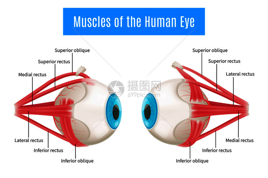 眼睛解剖三维图信息布局人类眼睛肌肉侧视图与标记矢量插图人眼解剖图图片