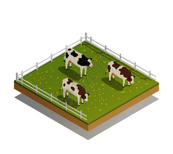 农场栅栏奶牛生产奶厂等距成与奶牛草地上退化的图像农场院子矢量插图奶牛牧场等距成插画